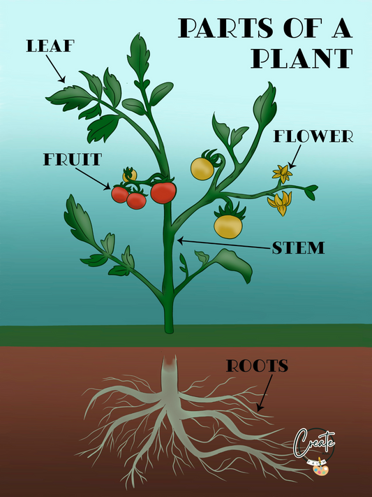 Printable Plant Structure Diagram | Educational Plant Anatomy Digital Download
