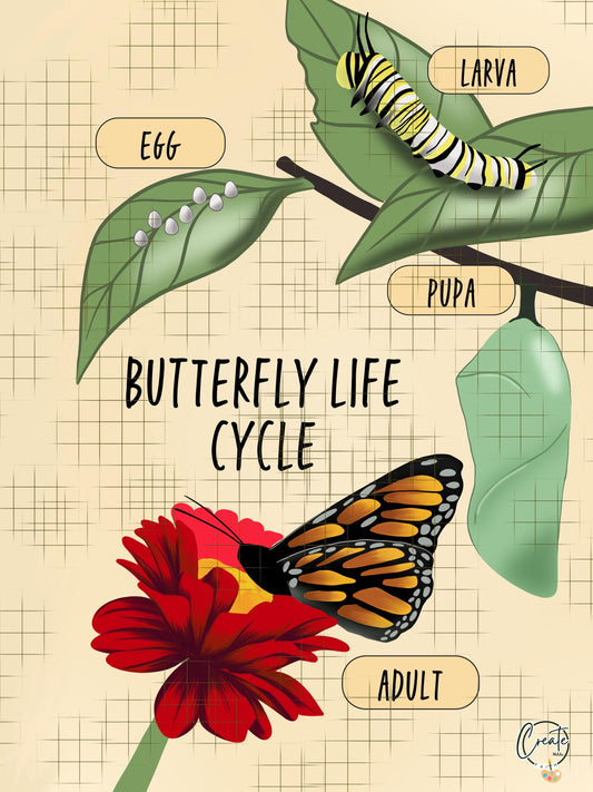 Printable Butterfly Cycle Diagram  Educational Plant Anatomy Poster  Botanical Science Wall Art  Instant Download for Classroom