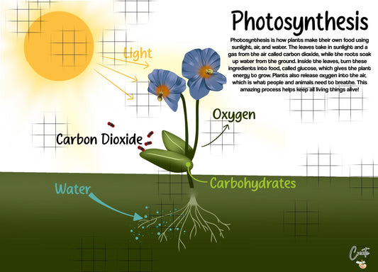 Printable Photosynthesis Diagram | Digital Educational Download | Kids Science Learning