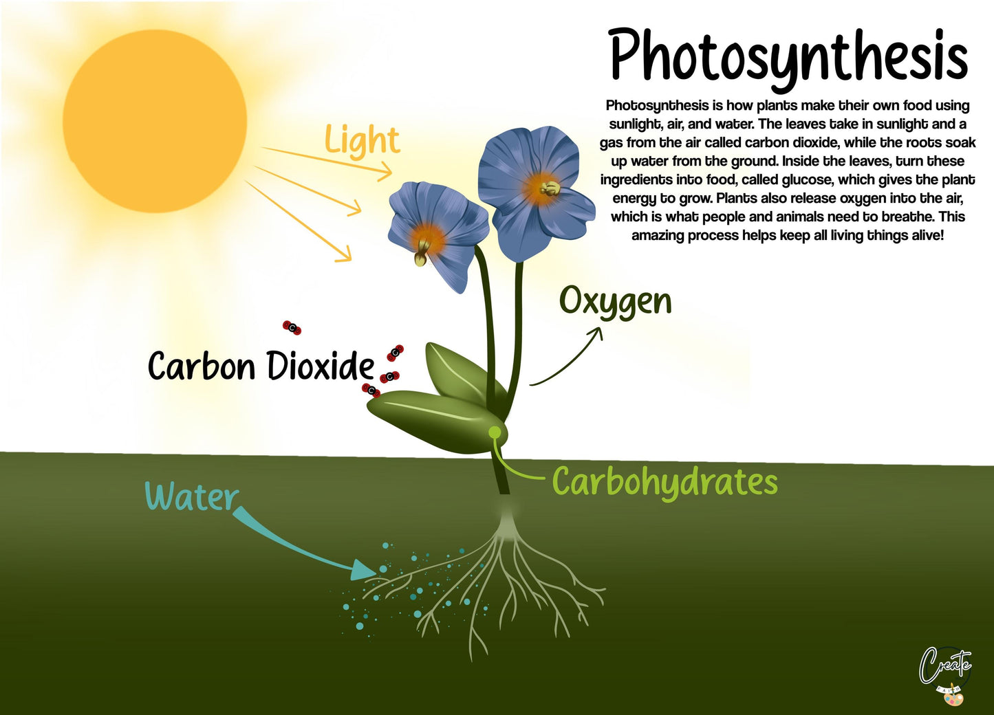 Printable Photosynthesis Diagram | Digital Educational Download | Kids Science Learning