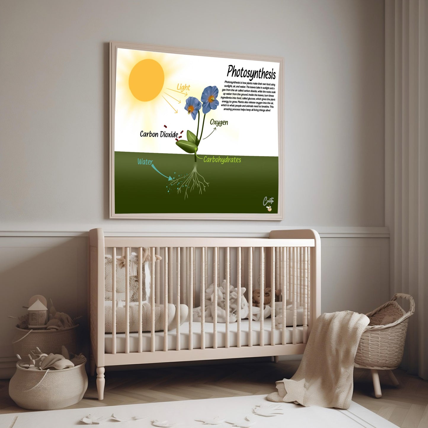 Printable Photosynthesis Diagram | Digital Educational Download | Kids Science Learning